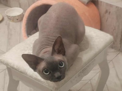 Bambosz Dom tymczasowy u Ani