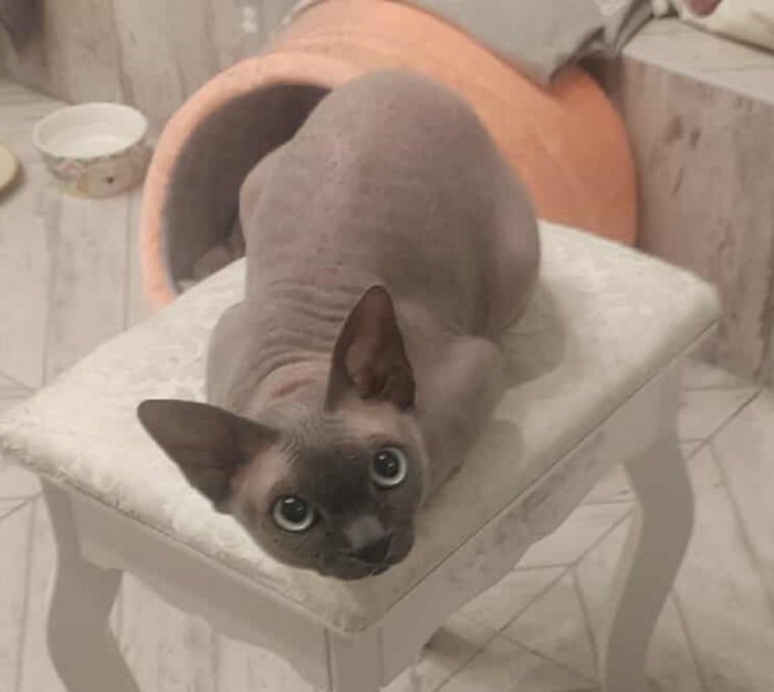 Bambosz Dom tymczasowy u Ani