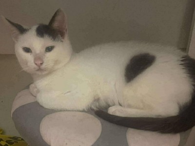 Dyzio Dom tymczasowy u Kamili