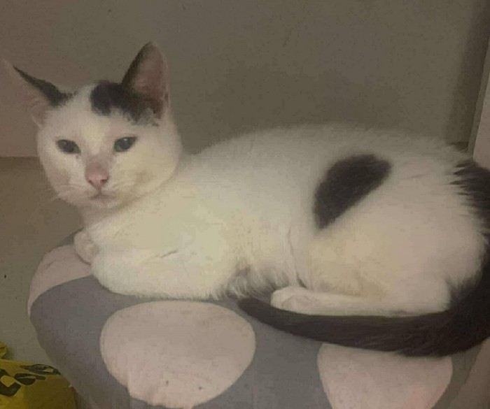 Dyzio Dom tymczasowy u Kamili