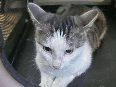 Zyzio Dom tymczasowy u Kamili