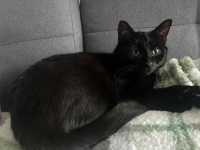 Paputek Dom tymczasowy u Anastazji