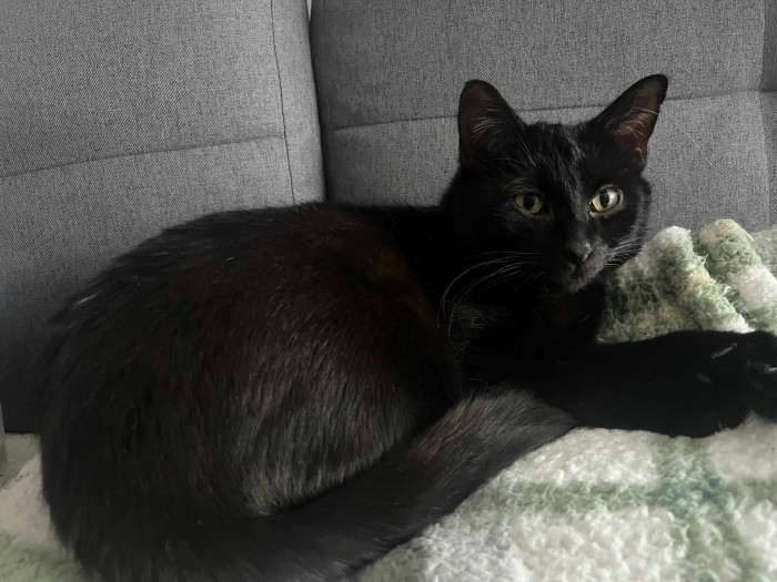 Paputek Dom tymczasowy u Anastazji