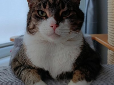 Niutuś Dom tymczasowy u Ireny