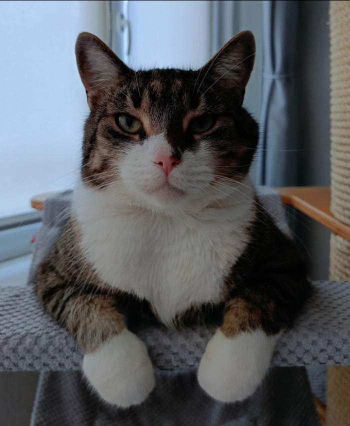 Niutuś Dom tymczasowy u Ireny