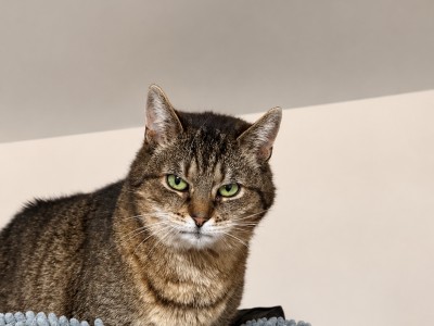 Hera