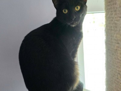 Lori