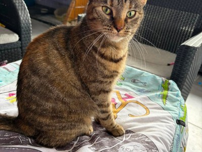 Tori