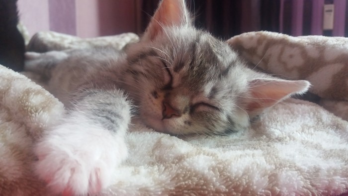 Gizmo
