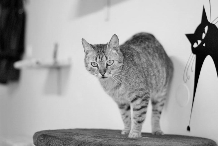 Lady