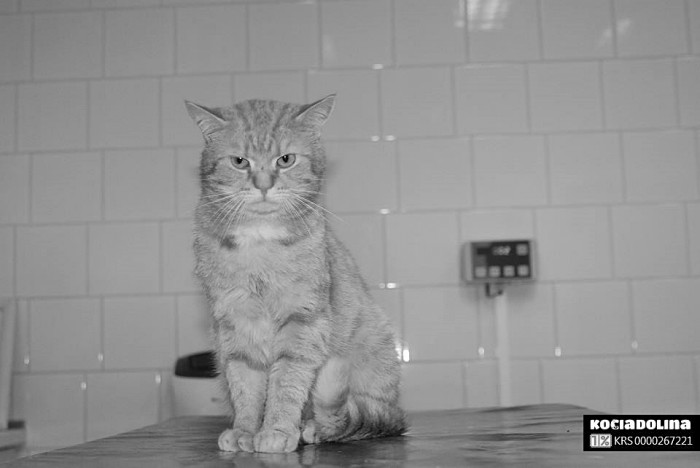Tofik