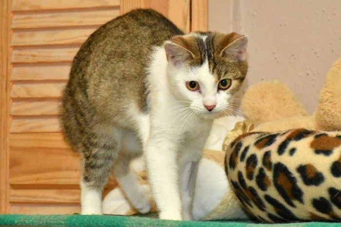 Myszka