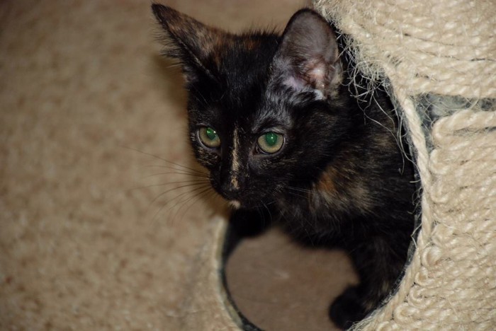 Kiki