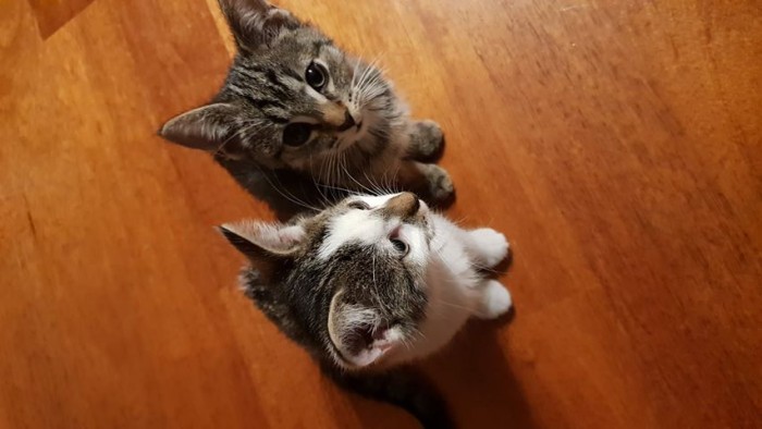 Filemon i Miecio