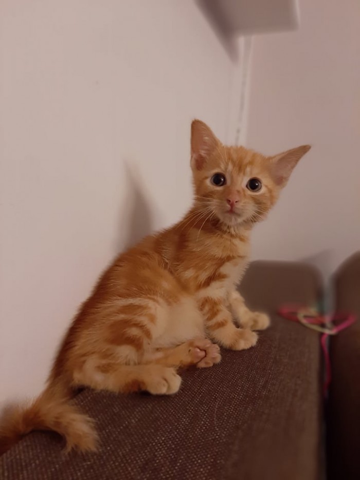 Cheetos