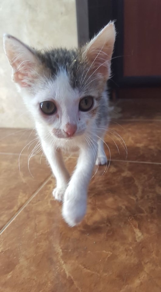 Józia