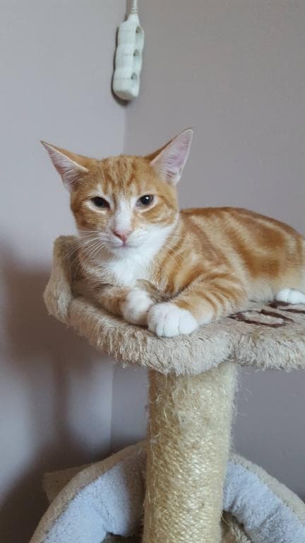 Tofik
