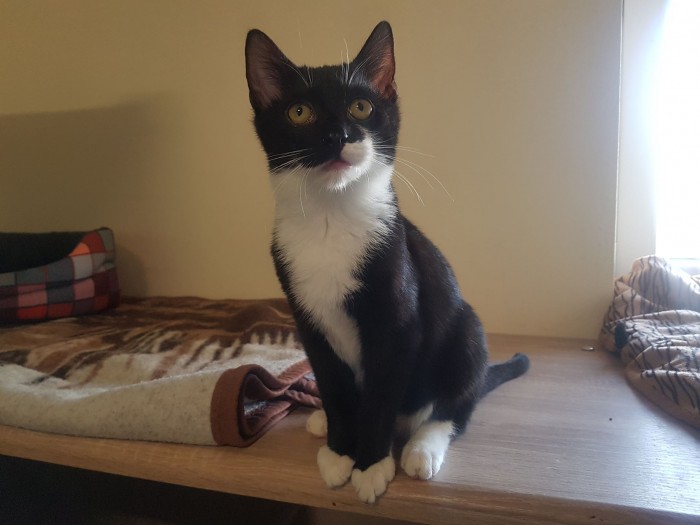 Pedro