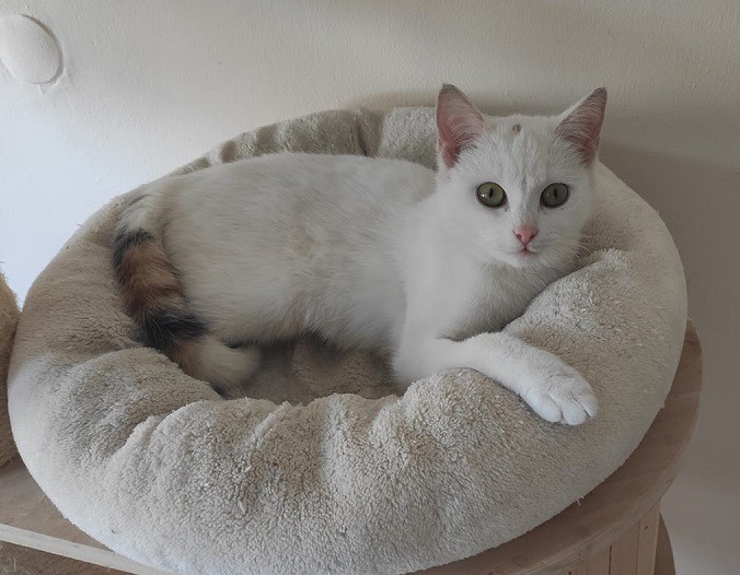 Migotka