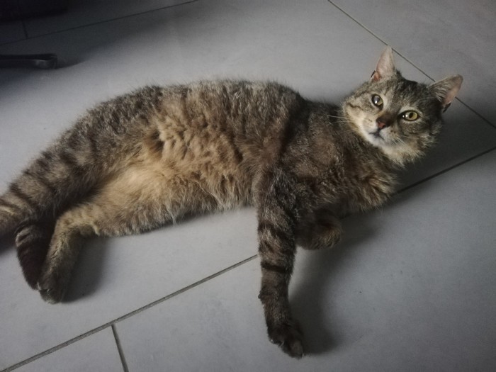 Garfield