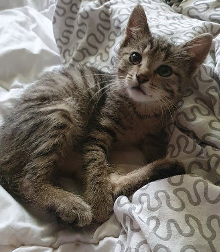 Lulu