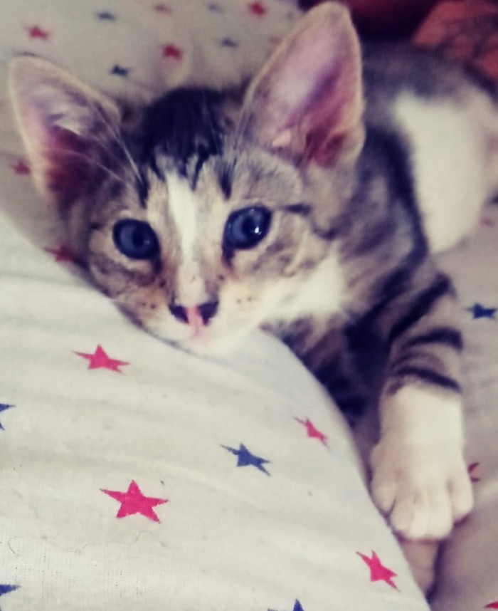 Holi