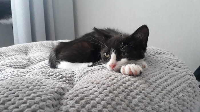 Maja