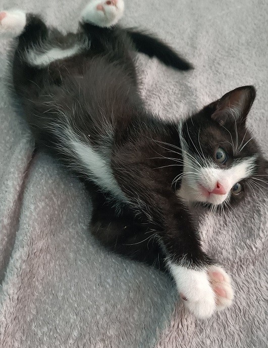 Bella