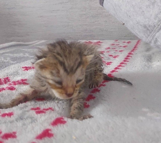 Iskierka Dom tymczasowy u Darii
