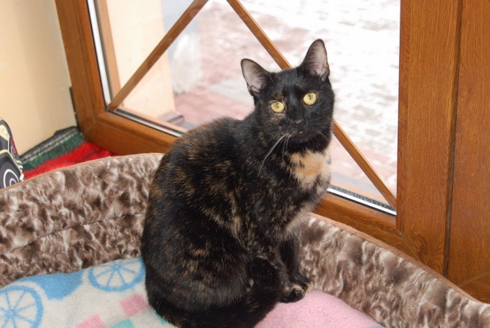 Kika