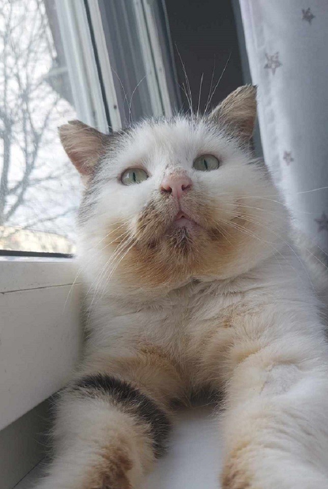 Bulinek