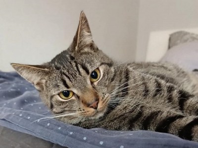 Maxik Dom tymczasowy u Ireny