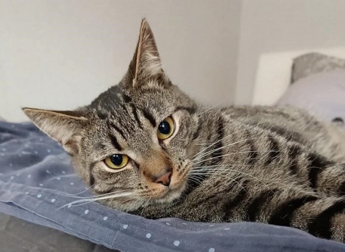 Maxik Dom tymczasowy u Ireny