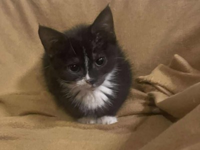 Nela Dom tymczasowy u Kamili