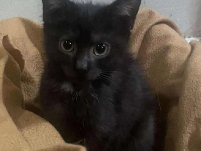 Diablo Dom tymczasowy u Kamili