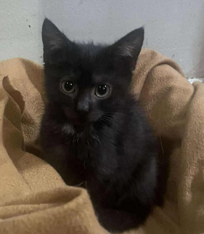 Diablo Dom tymczasowy u Kamili