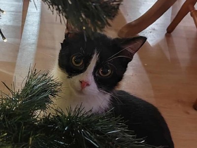 Maciuś Dom tymczasowy u Ani