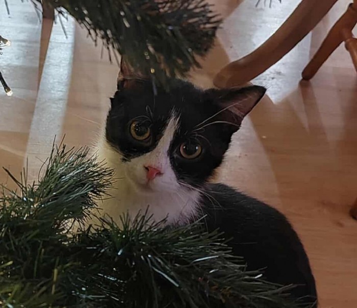 Maciuś Dom tymczasowy u Ani