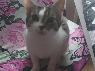 Sendi Dom tymczasowy u Darii