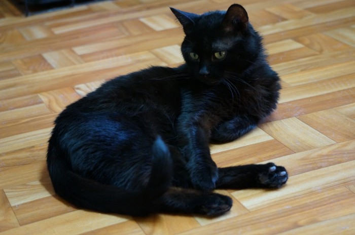 Filuś