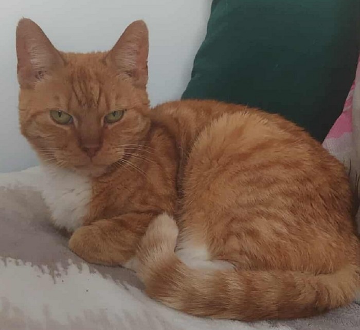 Pimpka Dom tymczasowy u Darii