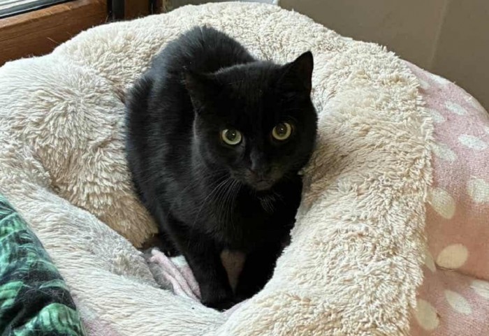 Yogi Dom tymczasowy u Kasi