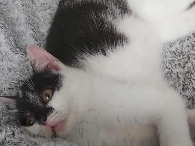 Bibi Dom tymczasowy u Anastazji