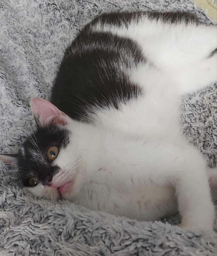 Bibi Dom tymczasowy u Anastazji