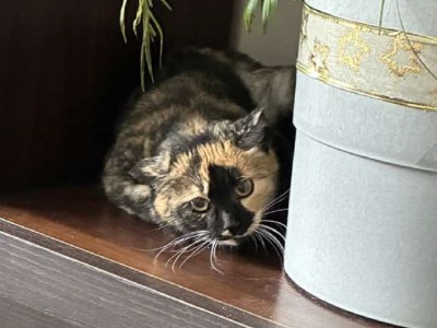 Luna Dom tymczasowy u Martyny