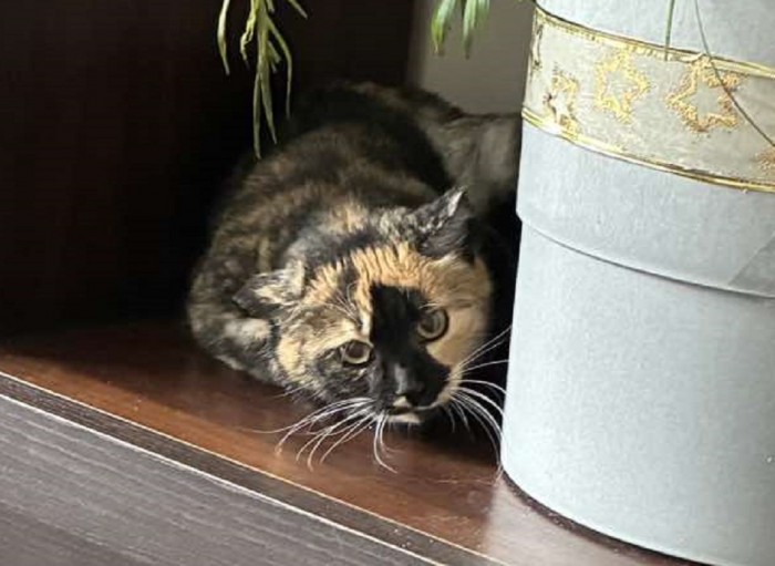 Luna Dom tymczasowy u Moniki