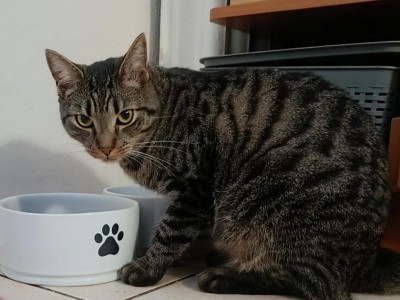 Maxik Dom tymczasowy u Ireny