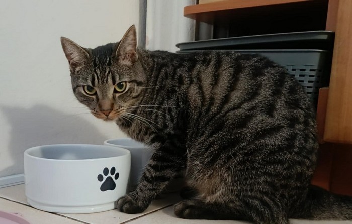 Maxik Dom tymczasowy u Ireny