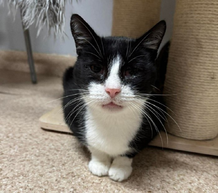 Alik Dom tymczasowy u Moniki